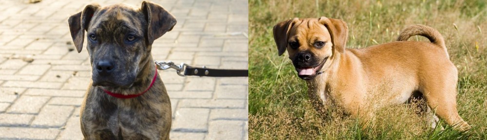 Puggle vs Catahoula Bulldog - Breed Comparison