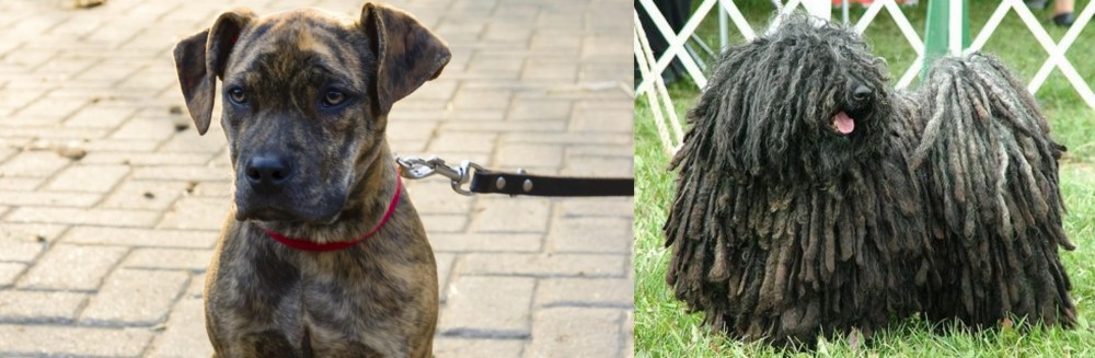 Puli vs Catahoula Bulldog - Breed Comparison