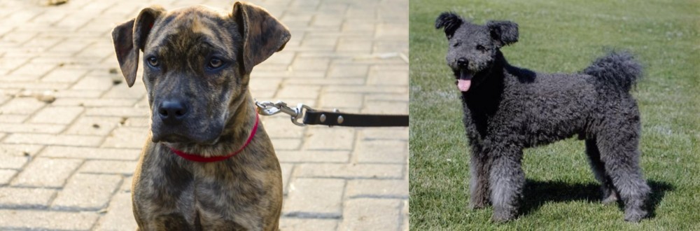 Pumi vs Catahoula Bulldog - Breed Comparison
