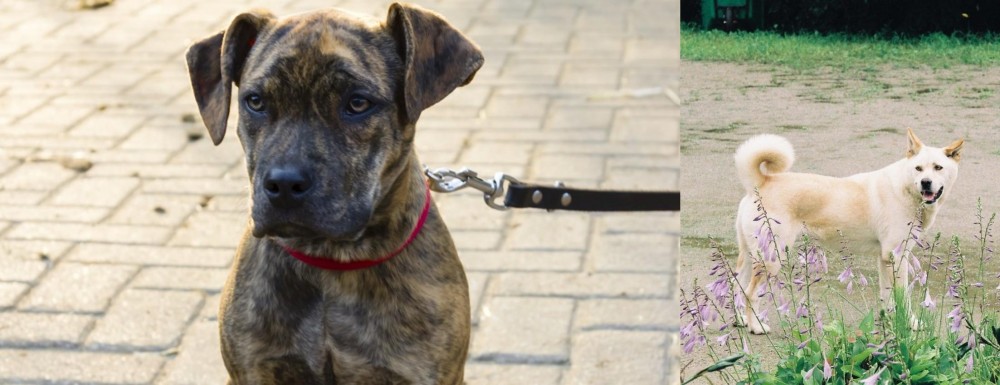 Pungsan Dog vs Catahoula Bulldog - Breed Comparison
