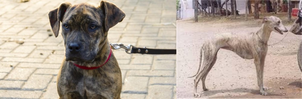 Rampur Greyhound vs Catahoula Bulldog - Breed Comparison
