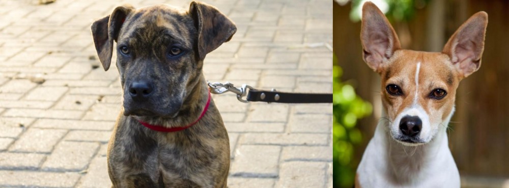 Rat Terrier vs Catahoula Bulldog - Breed Comparison