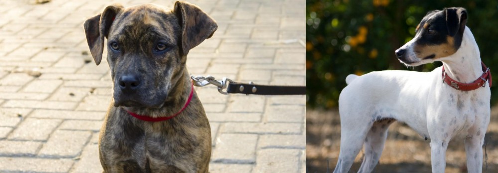 Ratonero Bodeguero Andaluz vs Catahoula Bulldog - Breed Comparison
