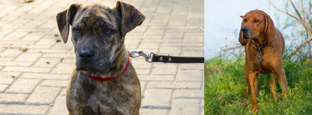 Redbone Coonhound vs Catahoula Bulldog - Breed Comparison