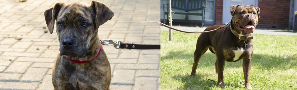 Renascence Bulldogge vs Catahoula Bulldog - Breed Comparison