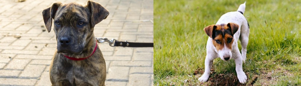 Russell Terrier vs Catahoula Bulldog - Breed Comparison