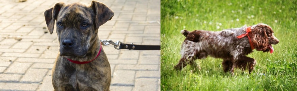 Russian Spaniel vs Catahoula Bulldog - Breed Comparison