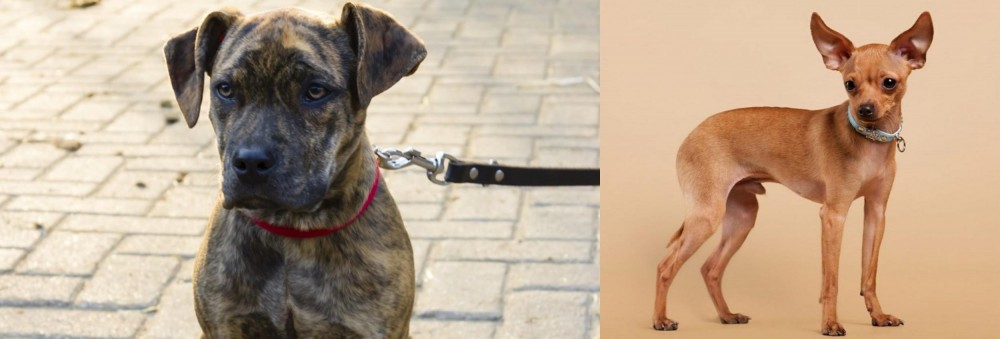 Russian Toy Terrier vs Catahoula Bulldog - Breed Comparison