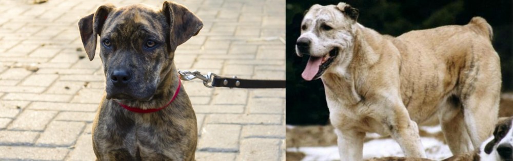 Sage Koochee vs Catahoula Bulldog - Breed Comparison