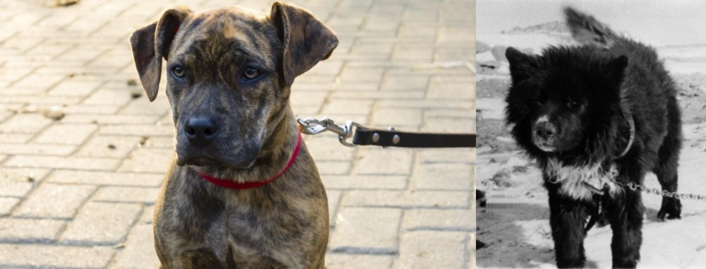 Sakhalin Husky vs Catahoula Bulldog - Breed Comparison