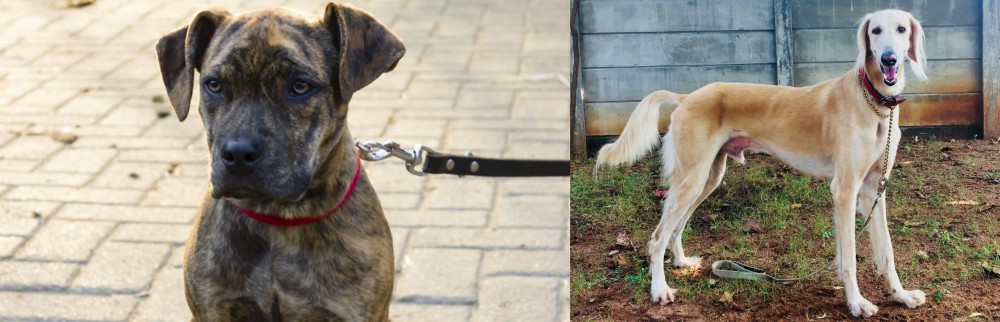 Saluki vs Catahoula Bulldog - Breed Comparison
