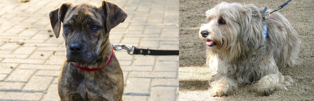 Sapsali vs Catahoula Bulldog - Breed Comparison