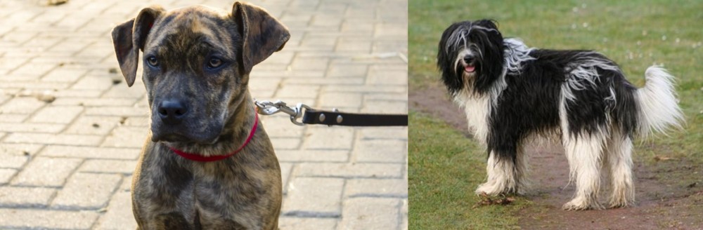 Schapendoes vs Catahoula Bulldog - Breed Comparison