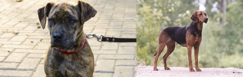 Schillerstovare vs Catahoula Bulldog - Breed Comparison