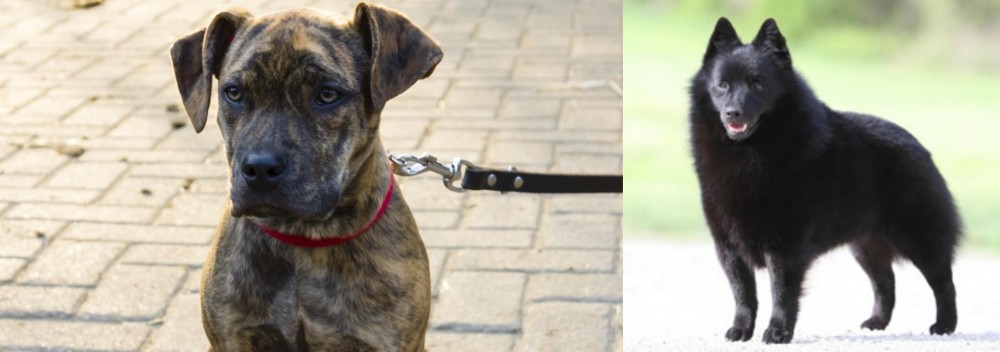 Schipperke vs Catahoula Bulldog - Breed Comparison
