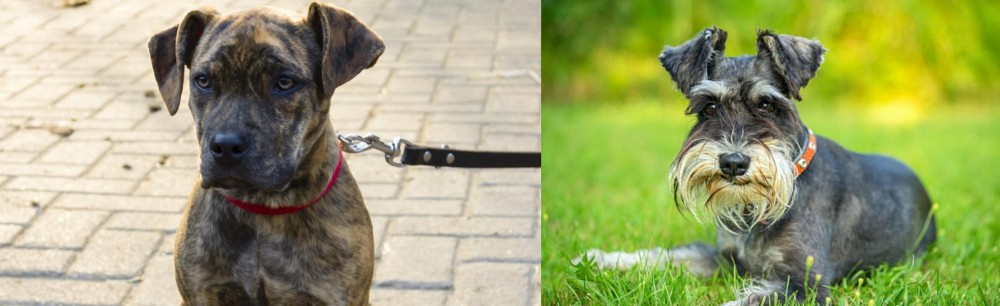 Schnauzer vs Catahoula Bulldog - Breed Comparison