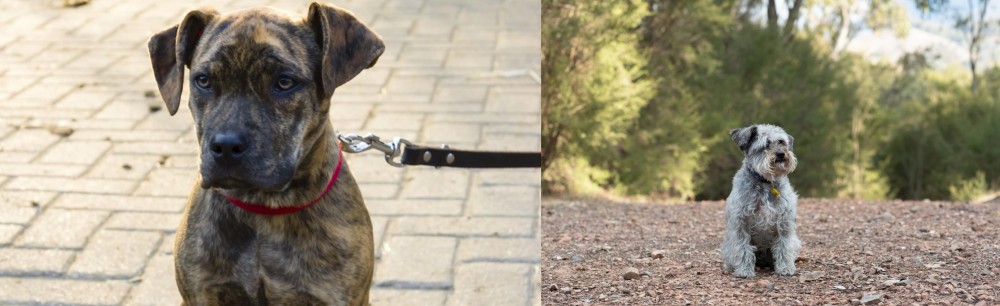 Schnoodle vs Catahoula Bulldog - Breed Comparison