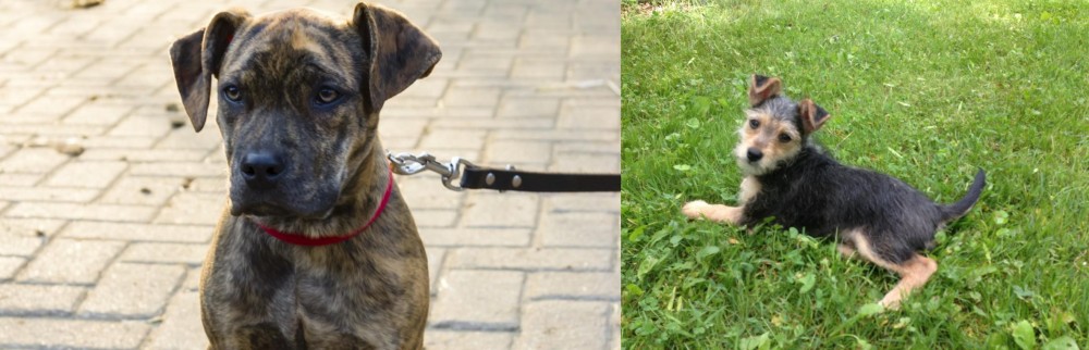 Schnorkie vs Catahoula Bulldog - Breed Comparison