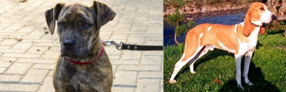 Schweizer Laufhund vs Catahoula Bulldog - Breed Comparison