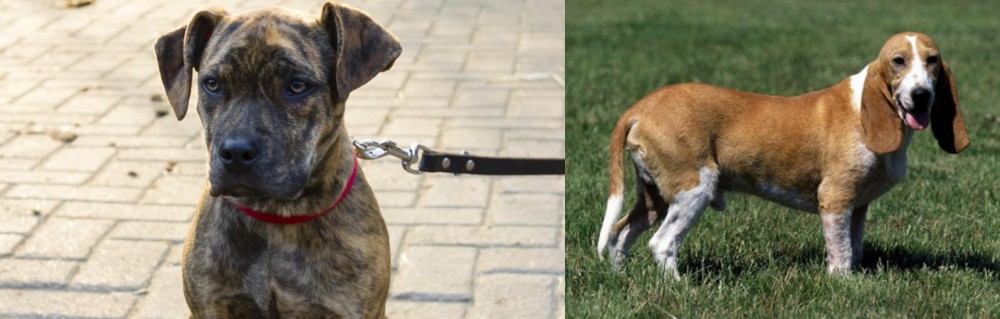 Schweizer Niederlaufhund vs Catahoula Bulldog - Breed Comparison
