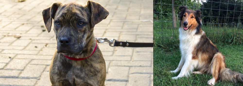 Scotch Collie vs Catahoula Bulldog - Breed Comparison