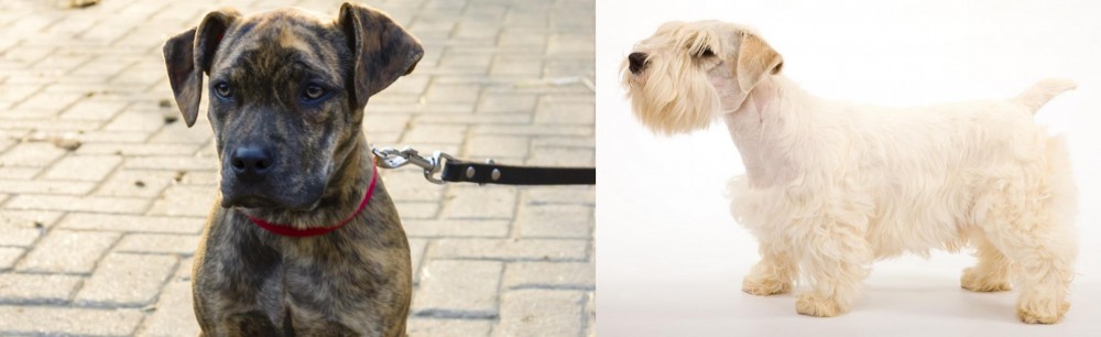Sealyham Terrier vs Catahoula Bulldog - Breed Comparison