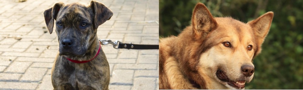 Seppala Siberian Sleddog vs Catahoula Bulldog - Breed Comparison