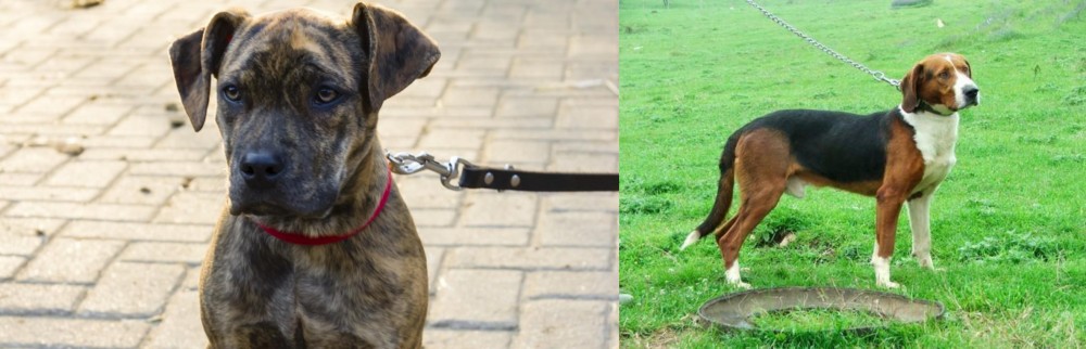 Serbian Tricolour Hound vs Catahoula Bulldog - Breed Comparison