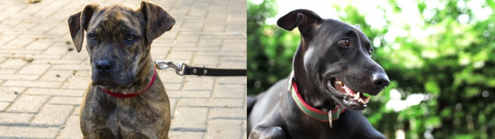 Shepard Labrador vs Catahoula Bulldog - Breed Comparison