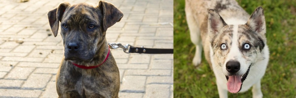 Shepherd Husky vs Catahoula Bulldog - Breed Comparison