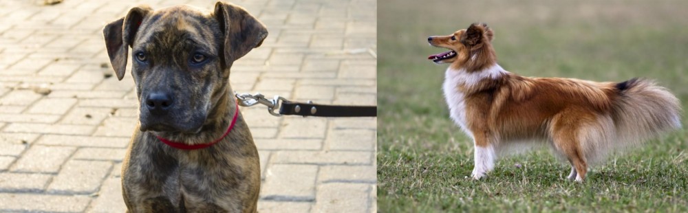 Shetland Sheepdog vs Catahoula Bulldog - Breed Comparison