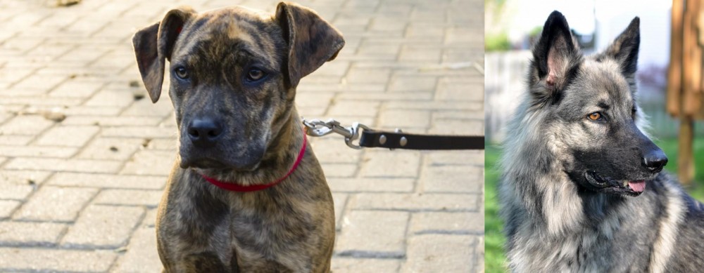 Shiloh Shepherd vs Catahoula Bulldog - Breed Comparison