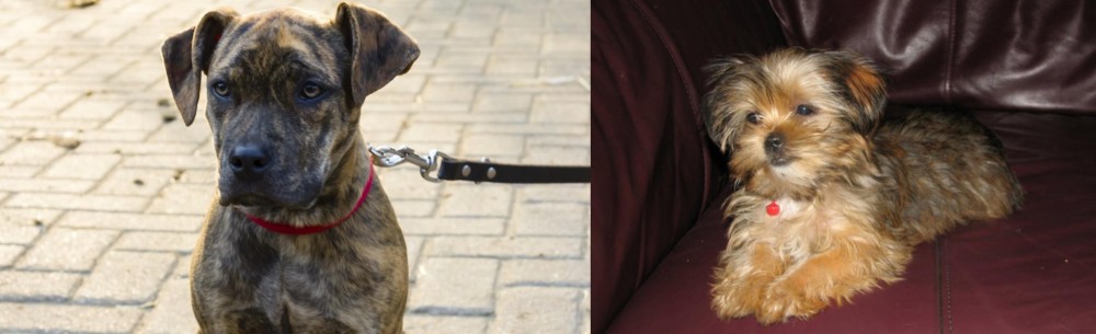 Shorkie vs Catahoula Bulldog - Breed Comparison