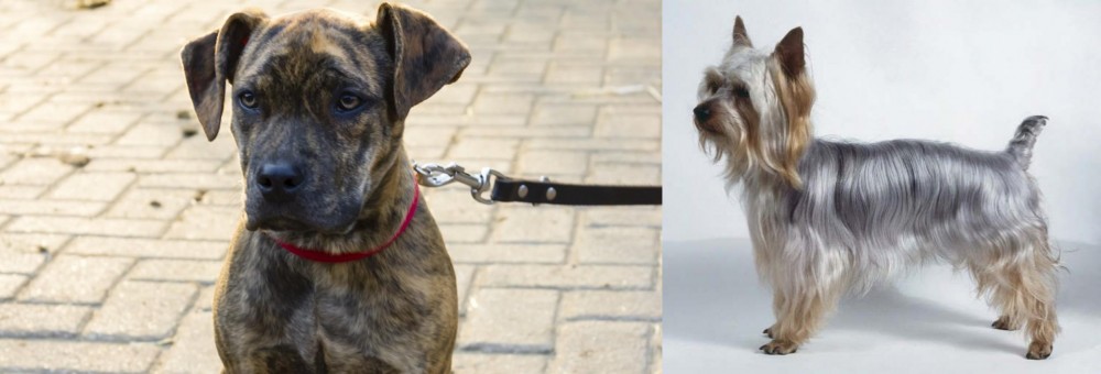 Silky Terrier vs Catahoula Bulldog - Breed Comparison