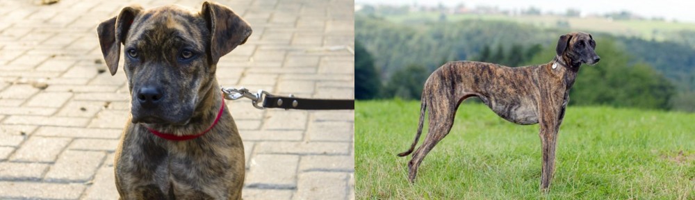 Sloughi vs Catahoula Bulldog - Breed Comparison
