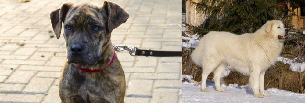 Slovak Cuvac vs Catahoula Bulldog - Breed Comparison
