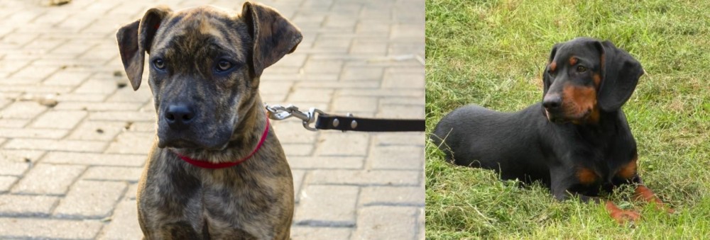 Slovakian Hound vs Catahoula Bulldog - Breed Comparison