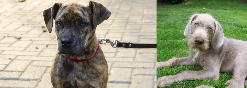 Slovakian Rough Haired Pointer vs Catahoula Bulldog - Breed Comparison