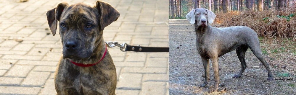 Slovensky Hrubosrsty Stavac vs Catahoula Bulldog - Breed Comparison