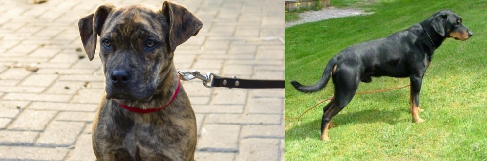 Smalandsstovare vs Catahoula Bulldog - Breed Comparison