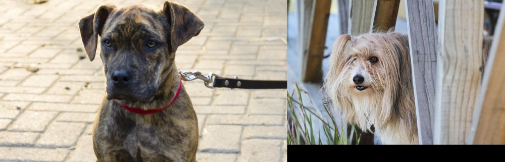 Smithfield vs Catahoula Bulldog - Breed Comparison