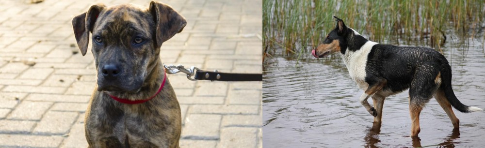 Smooth Collie vs Catahoula Bulldog - Breed Comparison