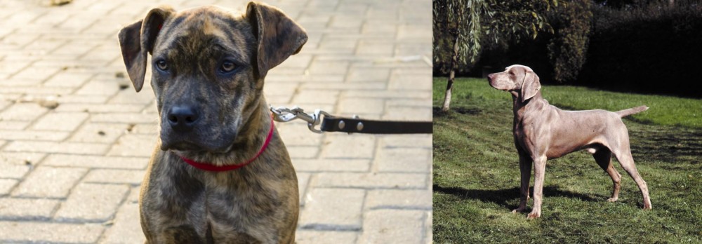 Smooth Haired Weimaraner vs Catahoula Bulldog - Breed Comparison