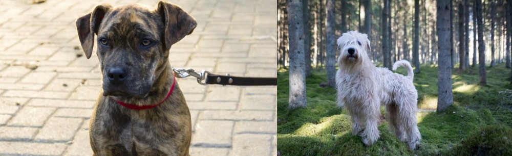 Soft-Coated Wheaten Terrier vs Catahoula Bulldog - Breed Comparison