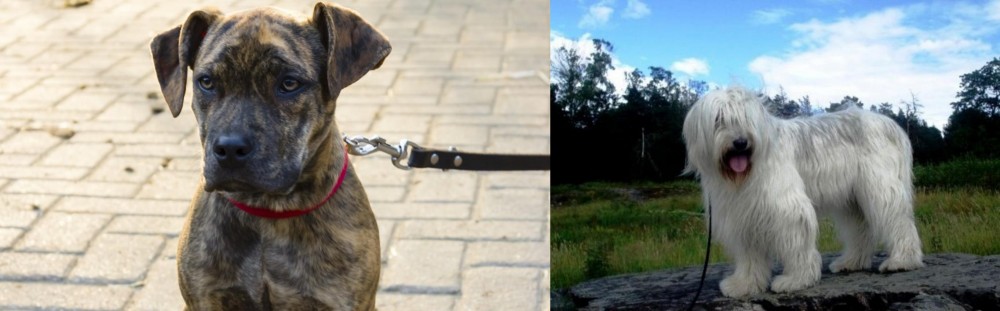 South Russian Ovcharka vs Catahoula Bulldog - Breed Comparison
