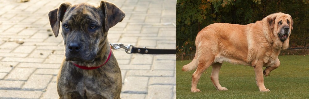 Spanish Mastiff vs Catahoula Bulldog - Breed Comparison