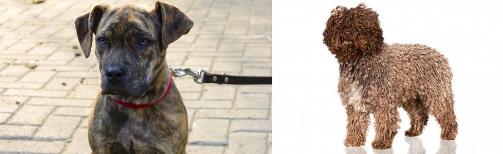 Spanish Water Dog vs Catahoula Bulldog - Breed Comparison
