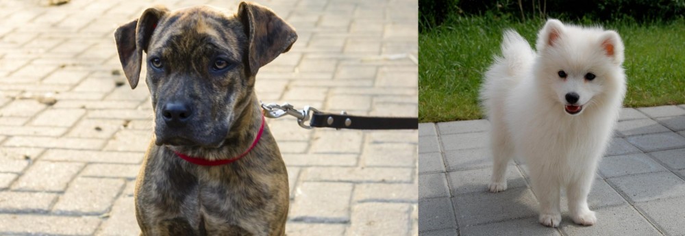 Spitz vs Catahoula Bulldog - Breed Comparison