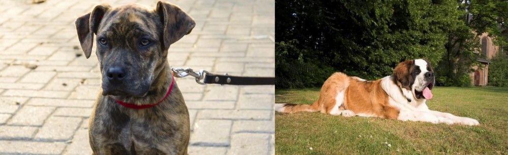 St. Bernard vs Catahoula Bulldog - Breed Comparison