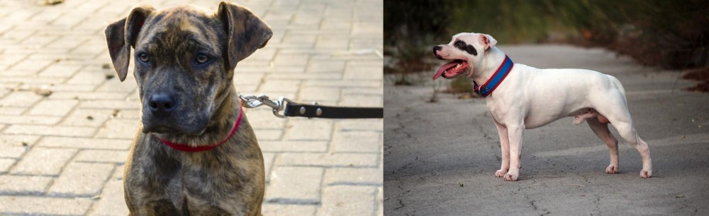 Staffordshire Bull Terrier vs Catahoula Bulldog - Breed Comparison